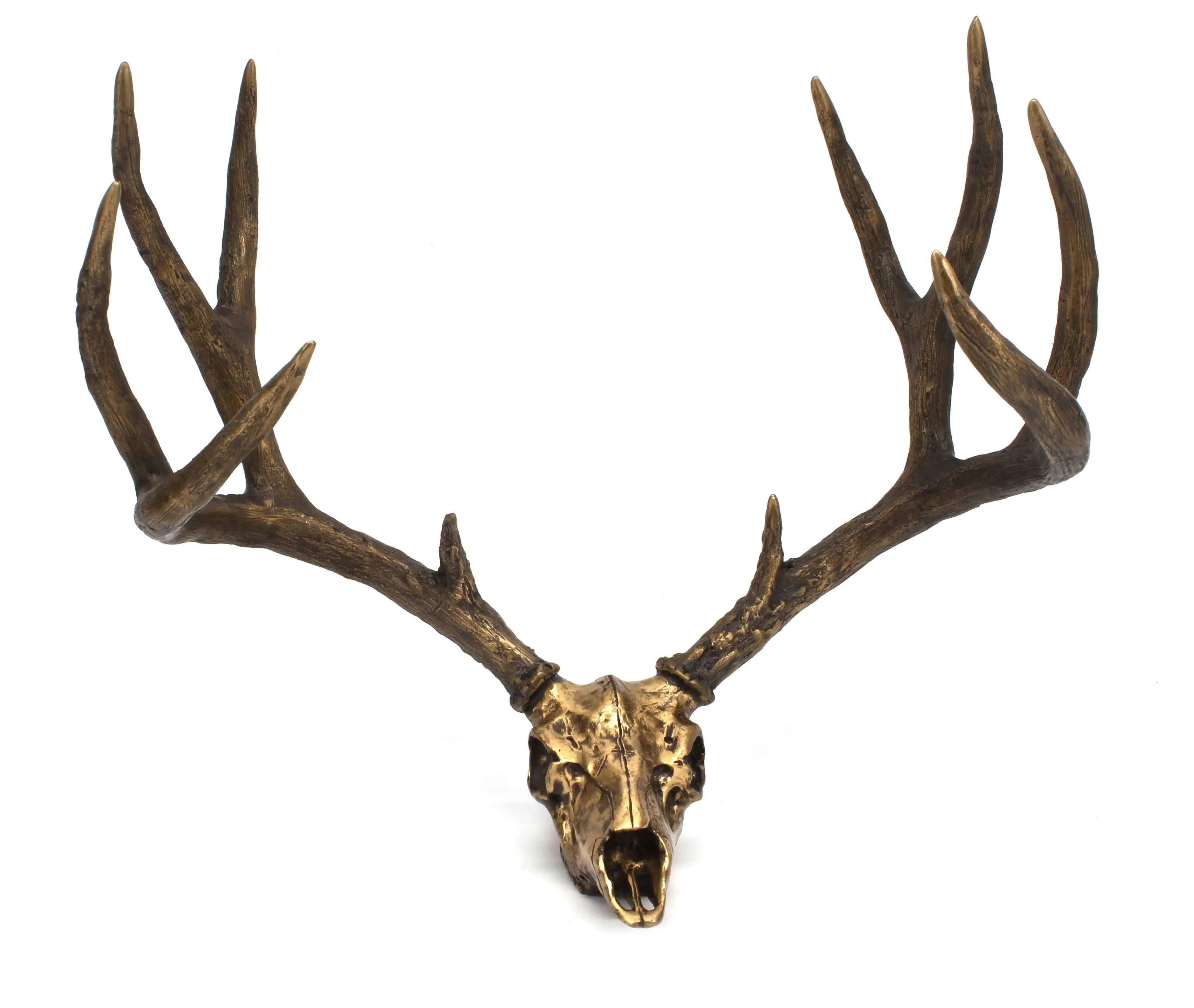 Mule Deer Skull