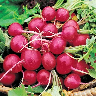 Scarlet Globe Radish Seeds (Summer Type) (24 days) - 1/8 Cup - Bulk