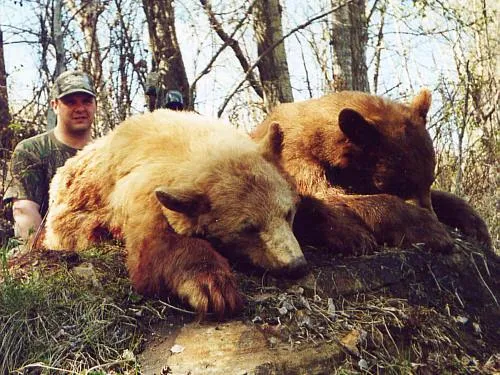 South Peace Outfitters - Spring Bear Hunt